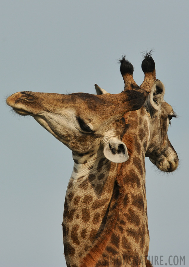 Giraffa giraffa giraffa [550 mm, 1/2500 sec at f / 8.0, ISO 1000]